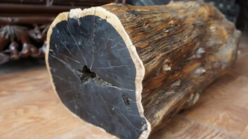 gỗ nào bền nhất